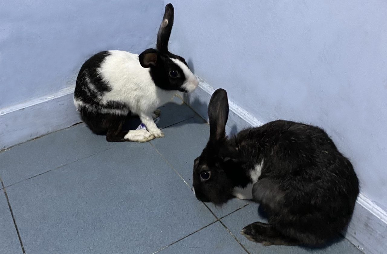 ފުލުހުންގެ ބެލުމުގެދަށުގައި ތިބި މުސަޅު ޖޯޑެއްގެ ވެރިފަރާތް ހޯދަން އިއުލާންކޮށްފި