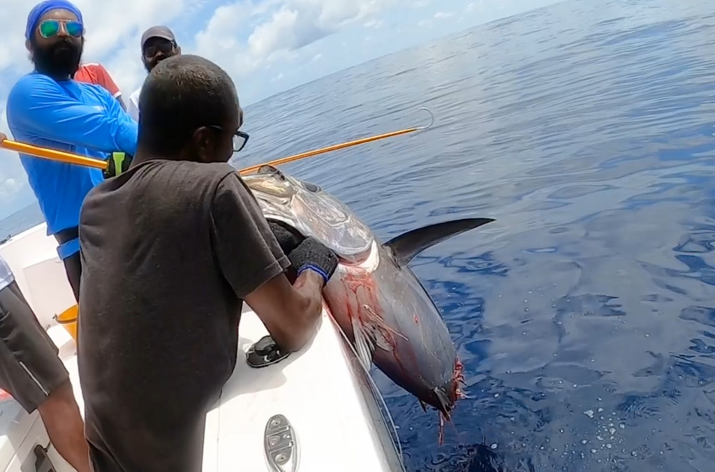 މިޔަރެއް އަރާ ފެންމަތީން މަހެއް ކާލާ މަންޒަރާއެކު ގިނަ ބަޔަކަށް ހައިރާންކަން!