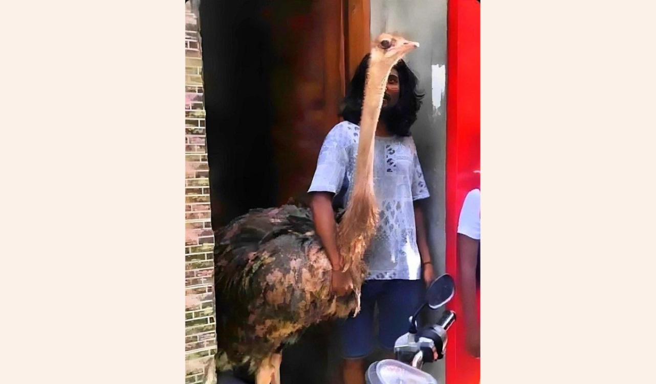 މާލޭގައި އޮޅުކޮށްގެން އޮސްޓްރިޗެއް ގެންގުޅޭ މައްސަލަ ބަލަނީ