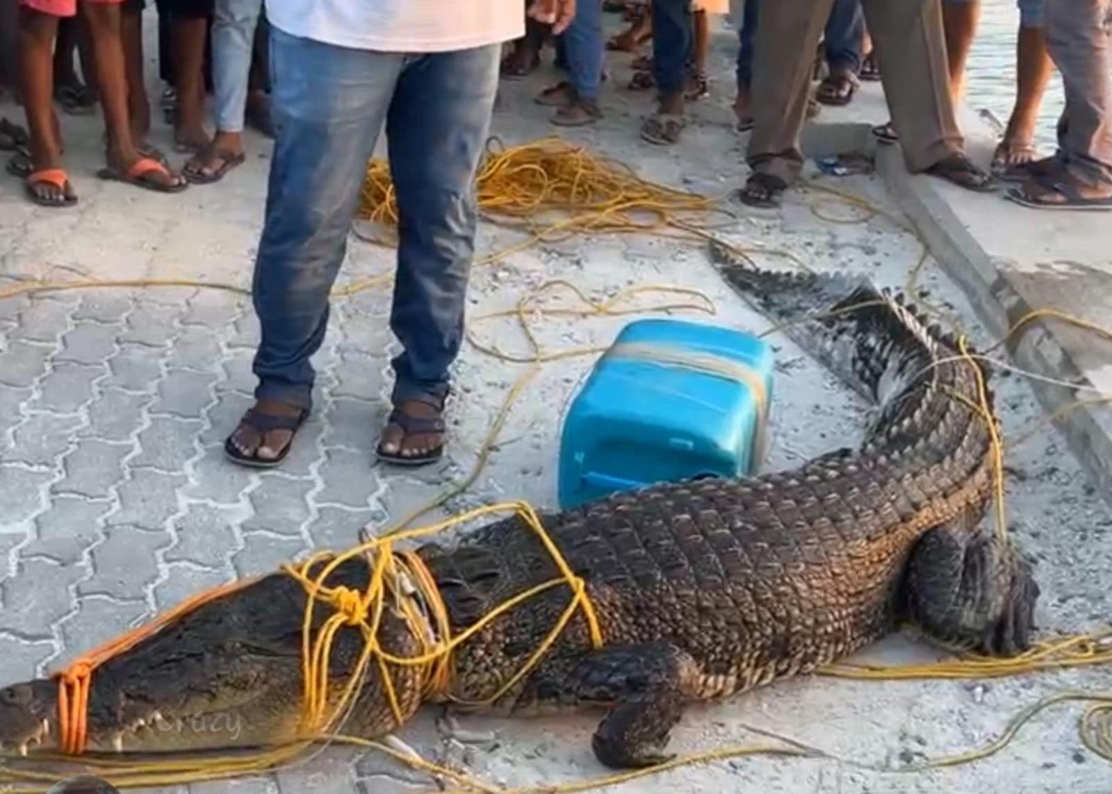 ދަތުރުދިޔަބަޔަކަށް ފެނުނު ކިނބުލެއް ހިފަައިފި