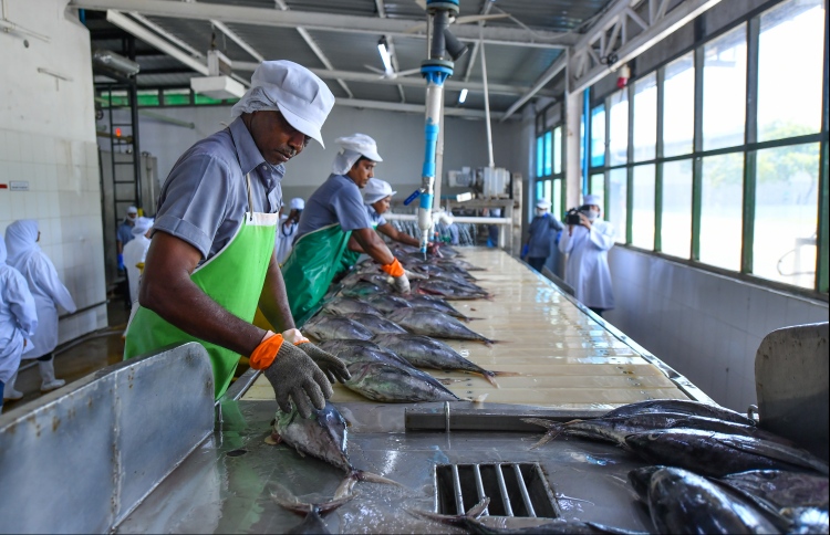 ދެން މަސް ގަންނާނީ ބޭރުގެ މާކެޓުގައި ހުންނަ އަގަށް: މިފްކޯ