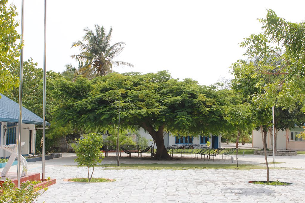 ކޯވިޑް-19: ކެލާއިން ވެސް މީހަކު ޕޮޒިޓިވްވެއްޖެ