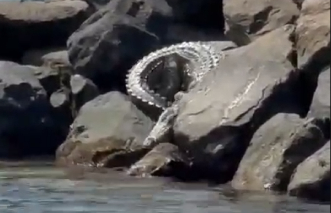 ރިސޯޓެއް ކައިރިން ކިނބުލެއް ފެނިއްޖެ