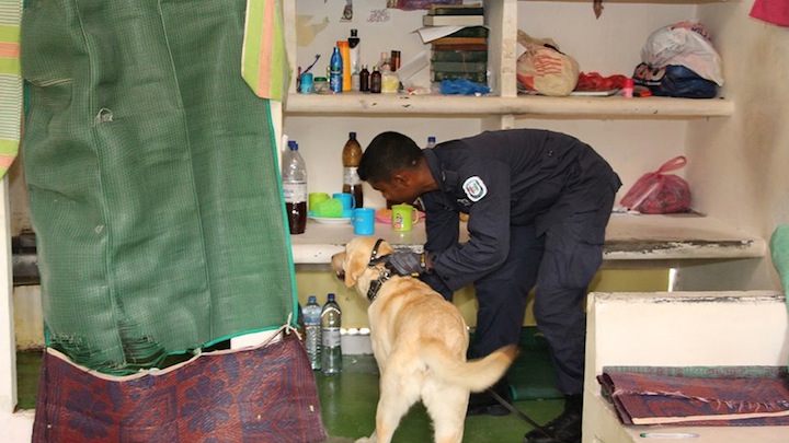 ޑޯގް ސްކޮޑް ބޭނުން ކޮށްގެން މާލޭގައި ހާއްސަ ތަމްރީނެއް ކުރިއަށް ގެންދަނީ