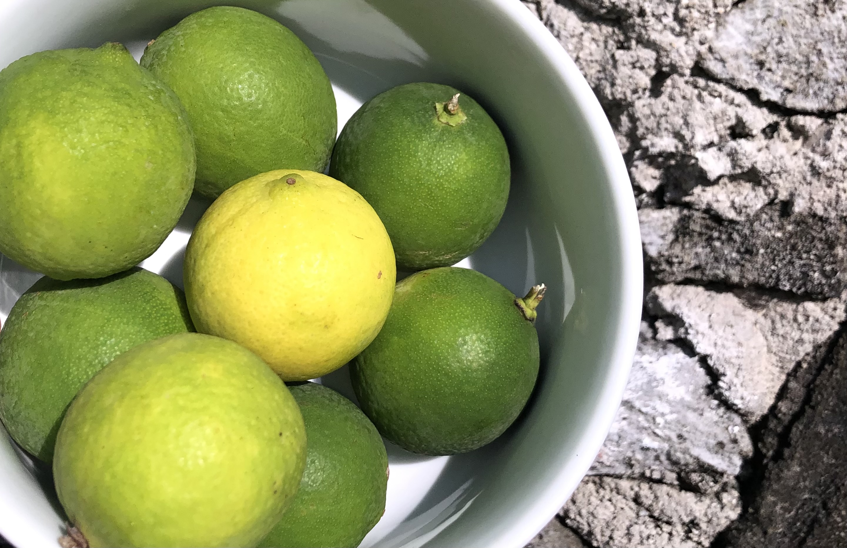 އެސްޓީއޯއިން ލުނބޯ އެތެރެކޮށް އަގުހެޔޮކޮށް ވިއްކަން ފަށައިފި