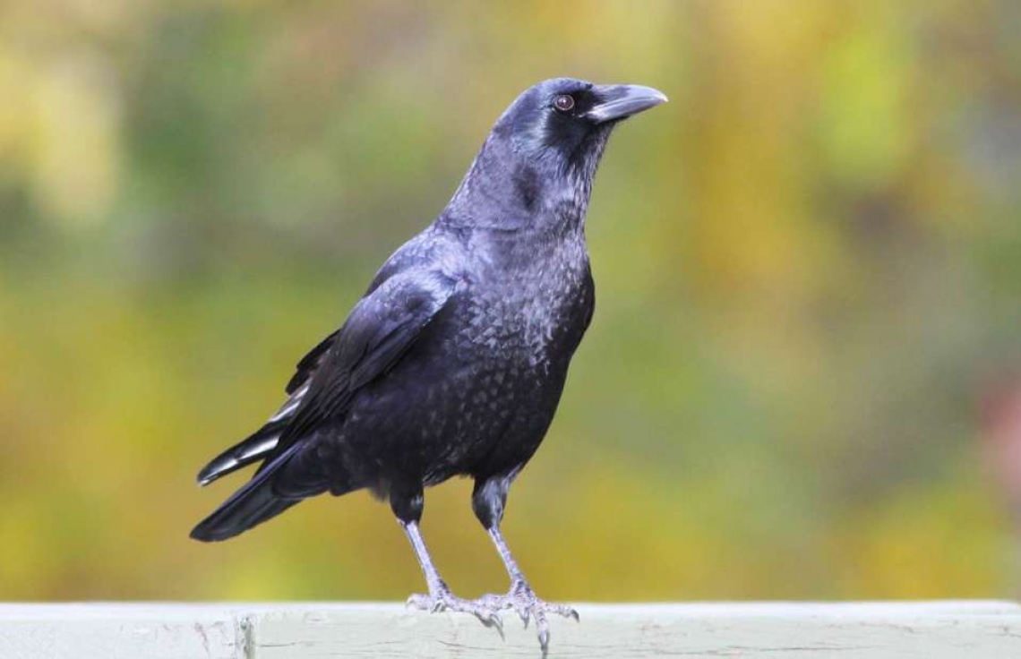 އިލާހީ ބައެއް މުއުޖިޒާތް - 12 ވަނަބައި