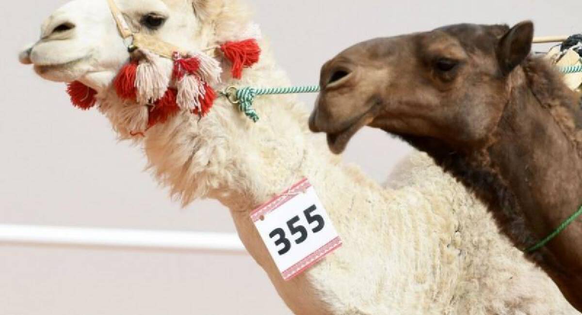 ޖަމަލުގެ ރީތީގެ މުބާރާތުން 40 ޖަމަލު ޑިސްކޮލިފައިކޮށްފި