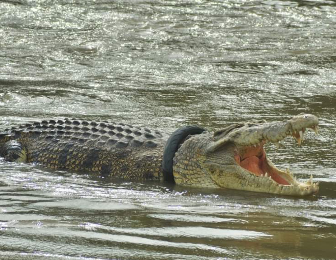 5 އަހަރަށްފަހު މި ކިނބުލަށް ހަމަނޭވާއެއް ލެވިއްޖެ