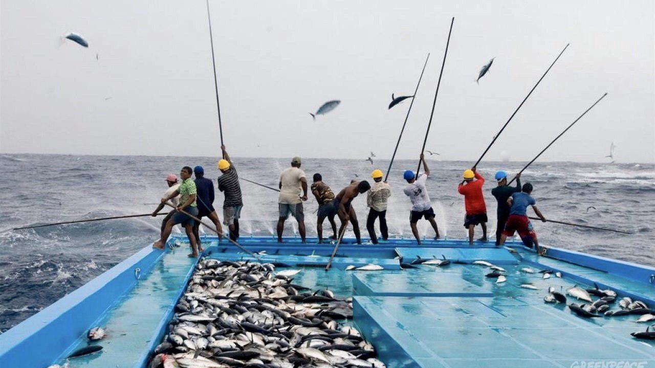 މަސް ދޯންޏެއް މަސްބާނަނީ (ފޮޓޯ:- ޒުވާން މަސްވެރިޔާ ޓްވިޓަރ)