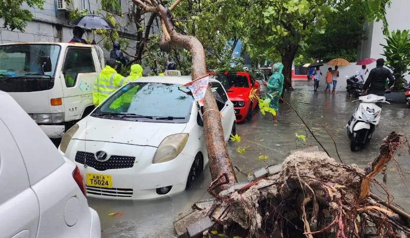 ޓީވީއެމް ކައިރީގައި ހުރި ގަހެއް ވެއްޓި ކާރަކަށް ގެއްލުން ވެއްޖެ