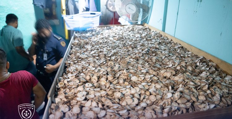 ފުޅާދާއިރާއެއްގައި ފޯއް ވިއްކަމުން ދިޔަ ދެ ބިދޭސީއަކު އަތުލައިގެންފި