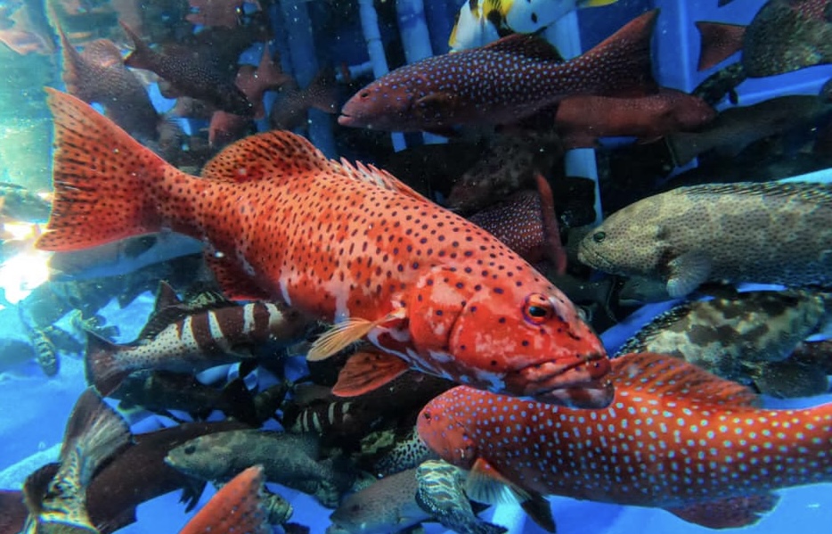 ފާނައިގެ މަސްވެރިކަމަކީ ދެމެހެއްޓެނިވި މަސައްކަތަކަށް ހެދުމަށް އިލްތިމާސްކޮށްފި