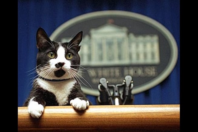 ޖޯ ބައިޑަންއާއެކު ވައިޓް ހައުސްއަށް ބުޅަލެއް!