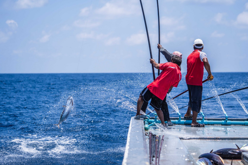 މަސް އެކްސްޕޯޓު ކޮށްގެން ލިބުނު އާމްދަނީ 40 އިންސައްތަ އިތުރު