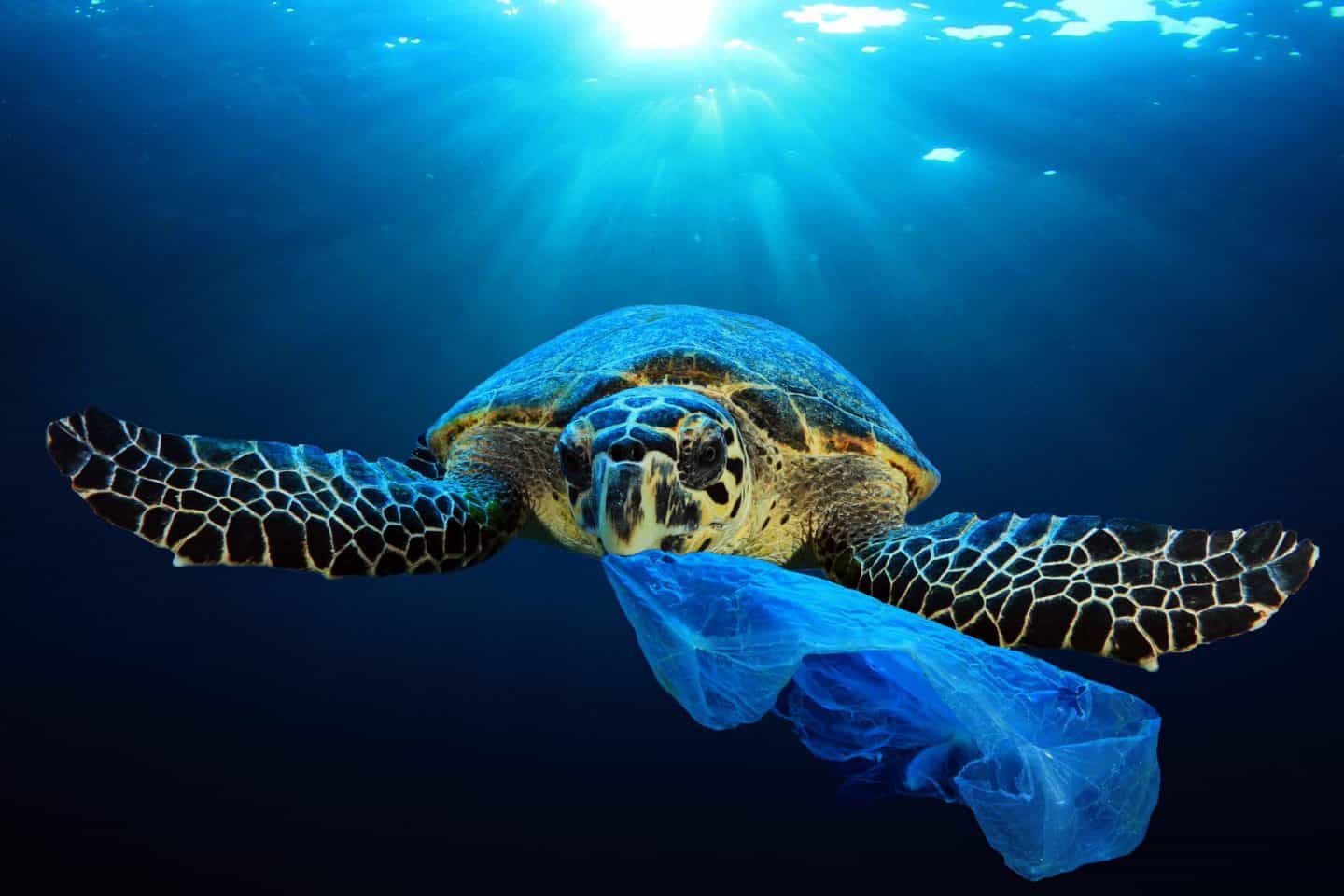 ވައިލްޑްލައިފް ދުވަހާ ގުޅިގެން ފޮޓޯ މައުރަޒެއް ބާއްވަނީ