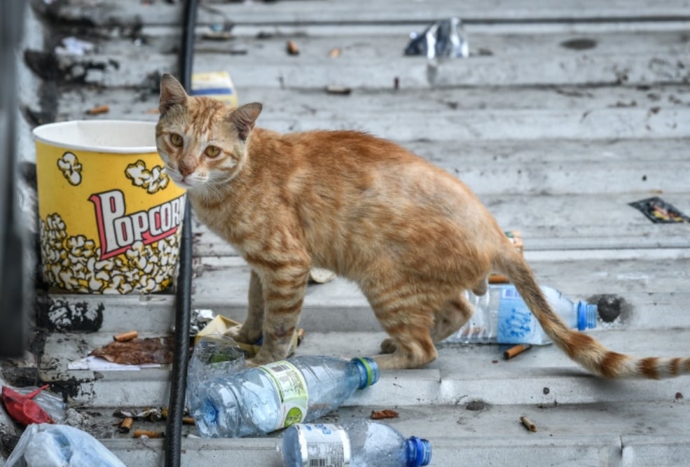 ޖަނަވާރުންގެ ރައްކާތެރިކަމާ ގުޅޭ ބިލު ފާސްކޮށްފި