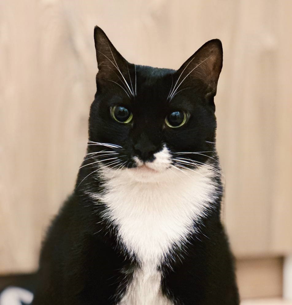 ފަރުކޮޅުފުށީގައި ބުޅާ ފެސިލިޓީއެއް ގާއިމުކުރަނީ