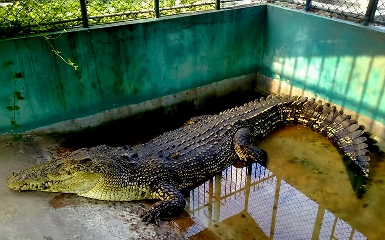 މާލޭ ކުޑަކުދިންގެ ބަގީޗާގައި އޮތް ކިނބޫ