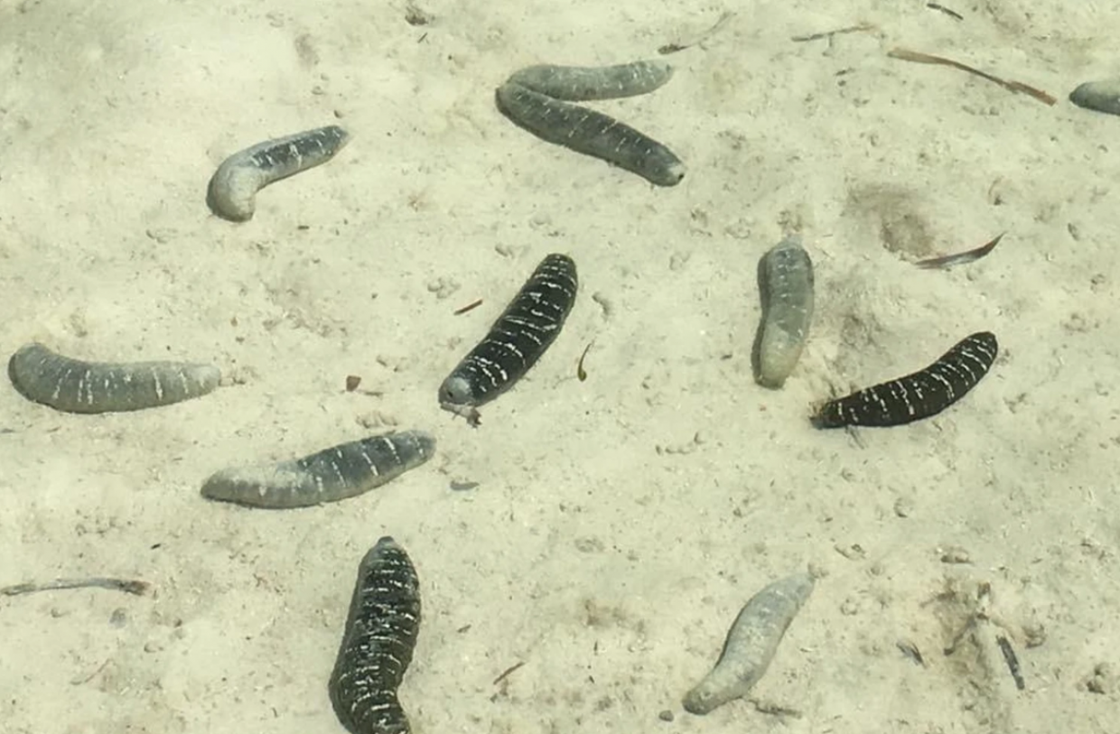 2 މިލިއަން ރުފިޔާގެ ހުއިފިލަނޑައަށް ޚިޔާނާތްވި މައްސަލަ: ފުލުސް އައިއޯ ތަހުގީގުން އެކަހެރިކޮށްފި