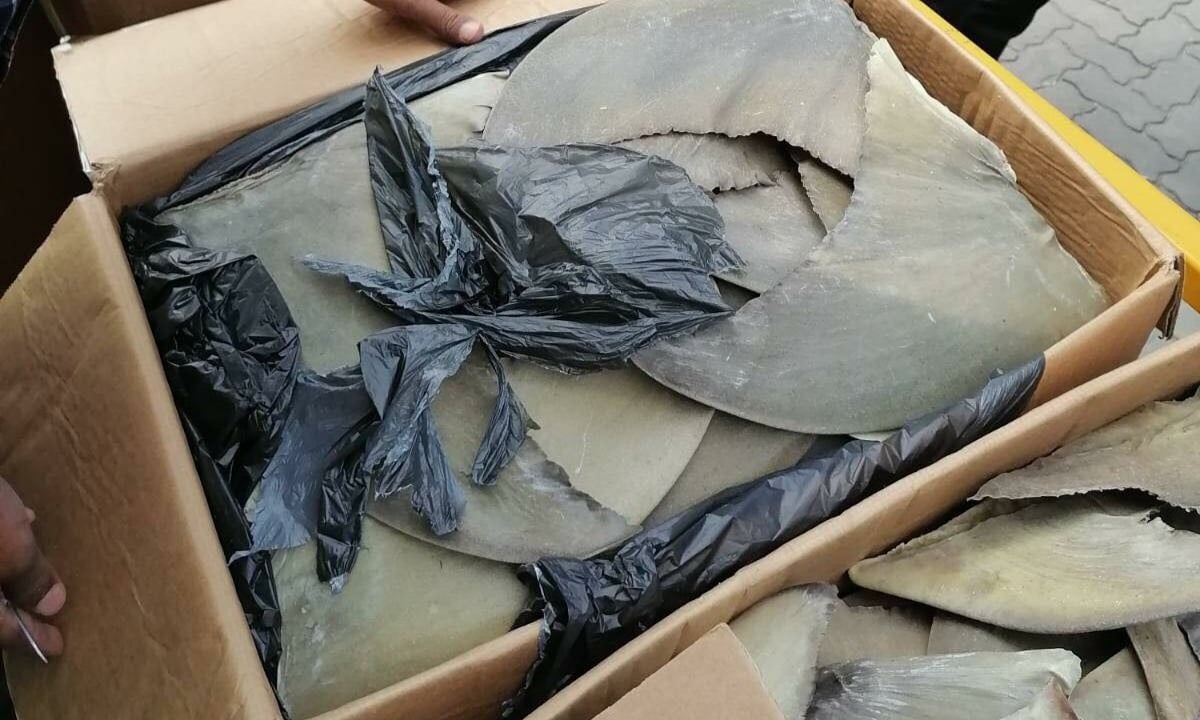 ލޮނުމަހުގެ ގޮތުގައި ބޭރުކުރަން އުޅުނު 429 ކިލޯގެ މިޔަރު އުރަހަ އަތުލައިގެންފި