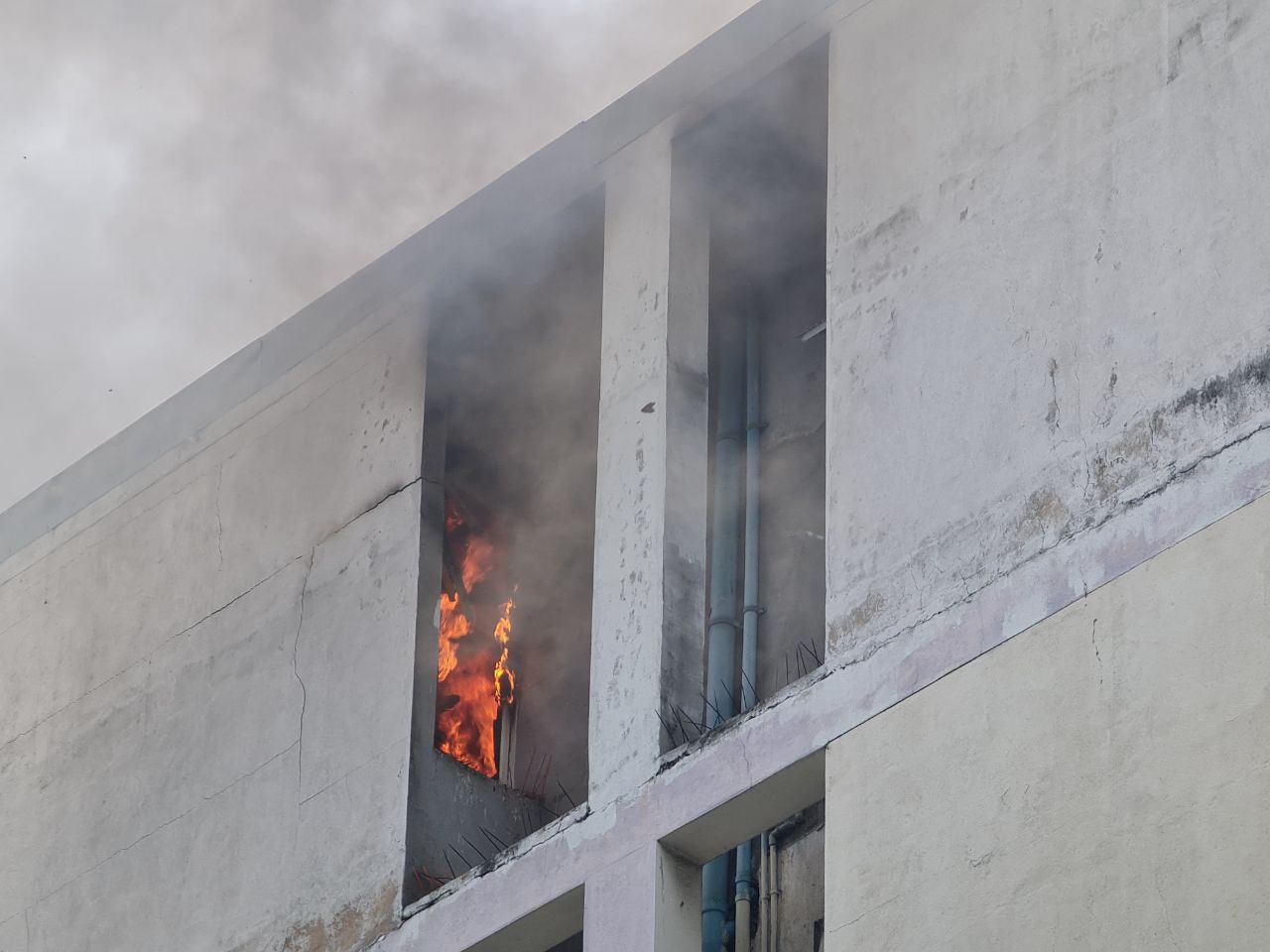 މއ. ޓިއުލިޕްގޭގައި އަލިފާން ރޯވެއްޖެ