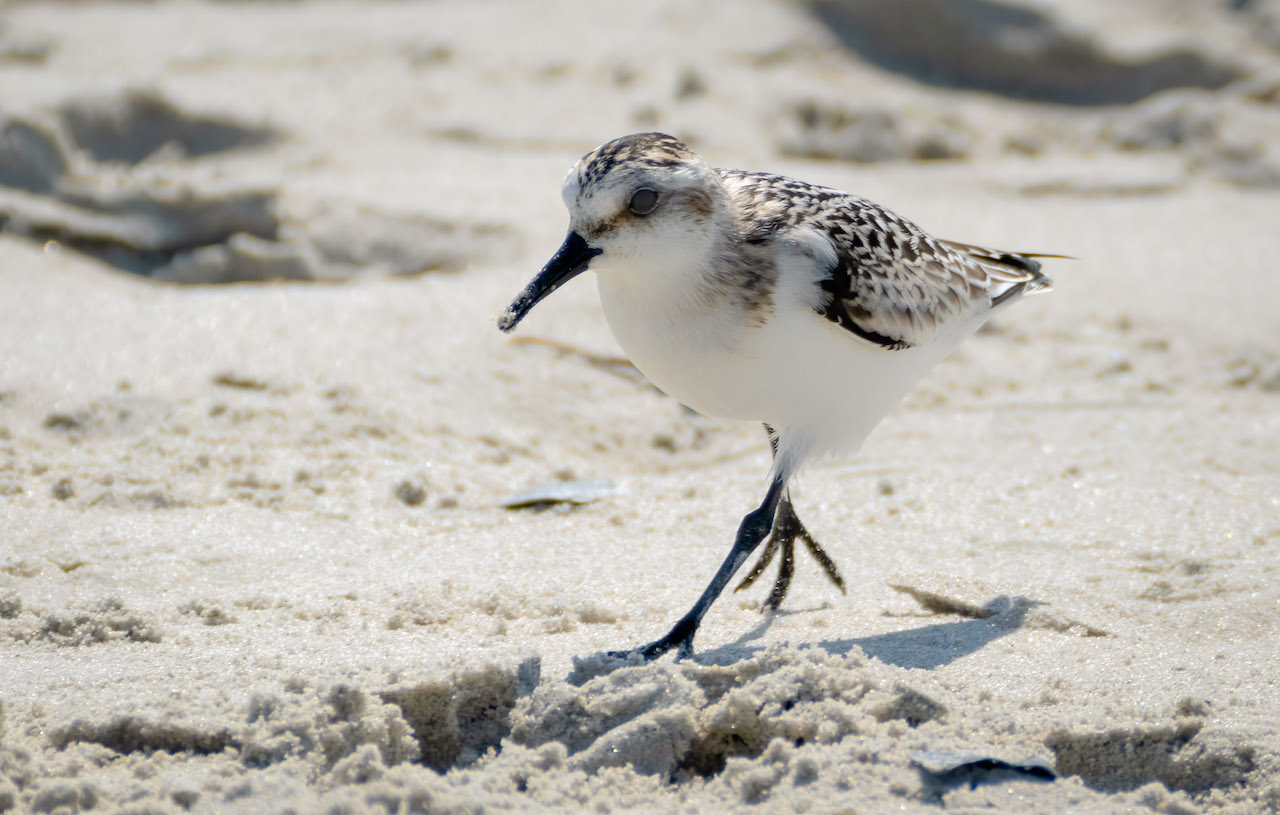ހިމާޔަތްކޮށްފައިވާ ދޫނި ހިފައި ގޯނާކުރާނަމަ ޖޫރިމަނާ ކުރާނަން: އީޕީއޭ
