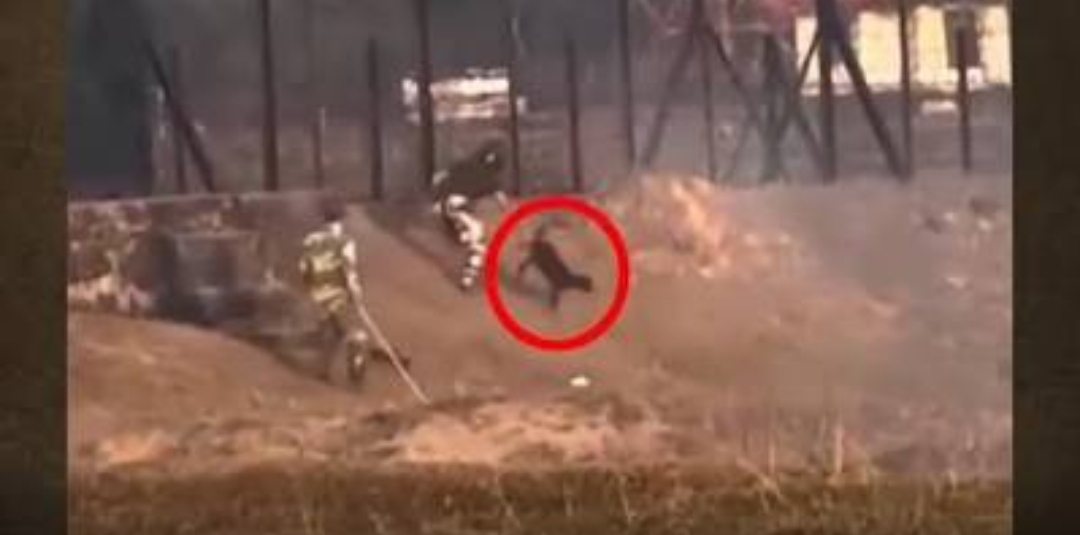 އިންޑިއާގެ ސިފައިން ބަކަރިތަކެއް ވަގަށް ނެގި މައްސަލަ ހޫނު ވެއްޖެ