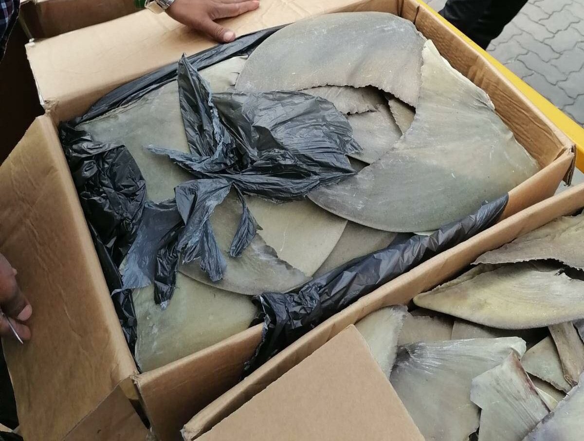Shark fins seized  at Velana International Airport