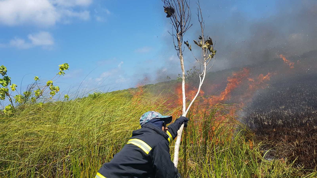ފުވައްމުލަކު ސިޓީ ދަޑިމަގު ކުޅި ސަރަހައްދުގައި އަލިފާން ރޯވެއްޖެ