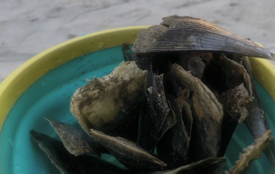 ރަސްފަންނު މޫދުން ނަގާފައި ހުރި އިތާ