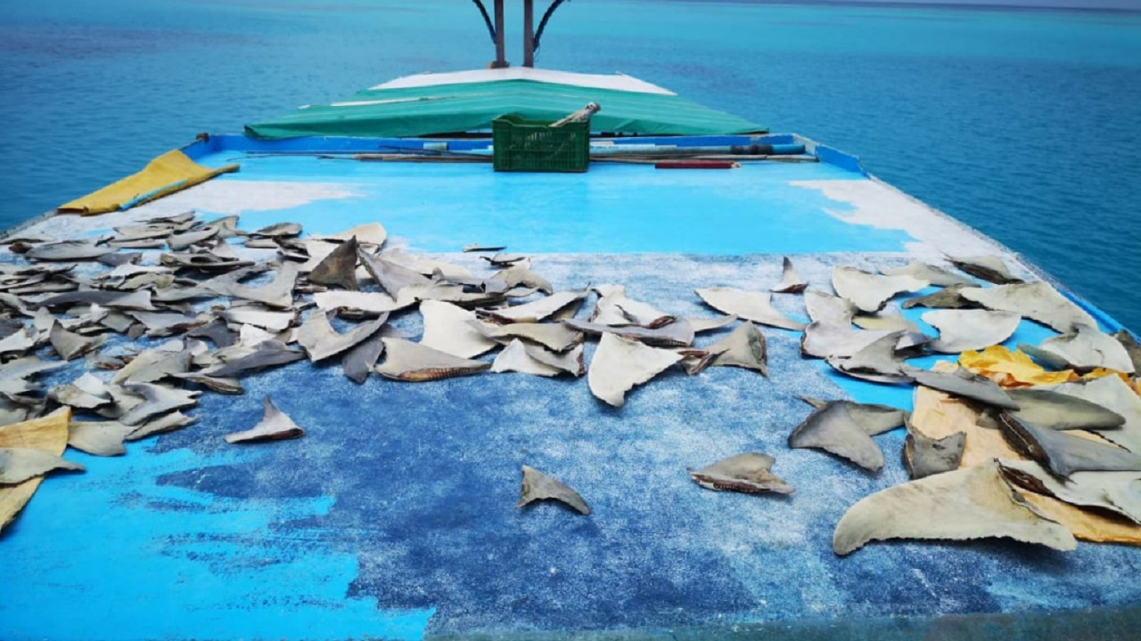 މިޔަރުގެ މަސްވެރިކަން ކުރަން އުޅުނު ދޯންޏެއް ހިފަހައްޓައިފި