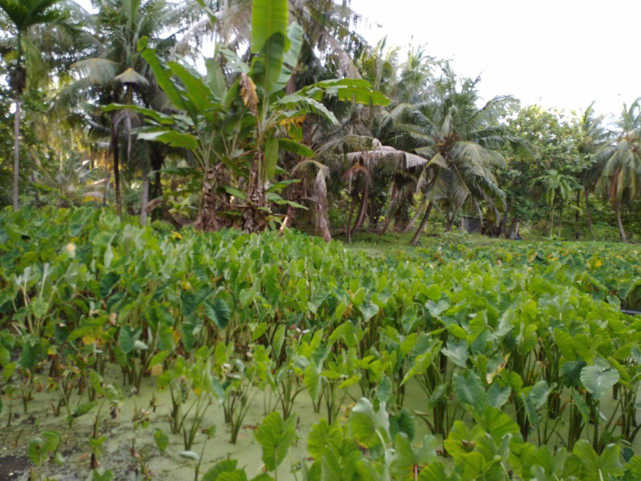 ކޮނޑޭ އަލަ އޮޅުތަކަށް ގޮތްނޭނގޭ ބައްޔެއްޖެހި ދަނޑުވެރިން ރޮނީ