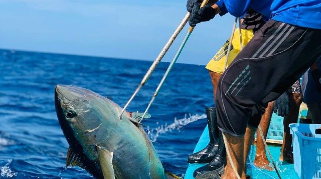 އިކޮނޮމިކް ކައުންސިލް: ރައީސްގެ ރިޔާސީ ވަޢުދާ އެއްގޮތަށް މަސް ކިލޯއެއް 20 ރުފިޔާއަށް