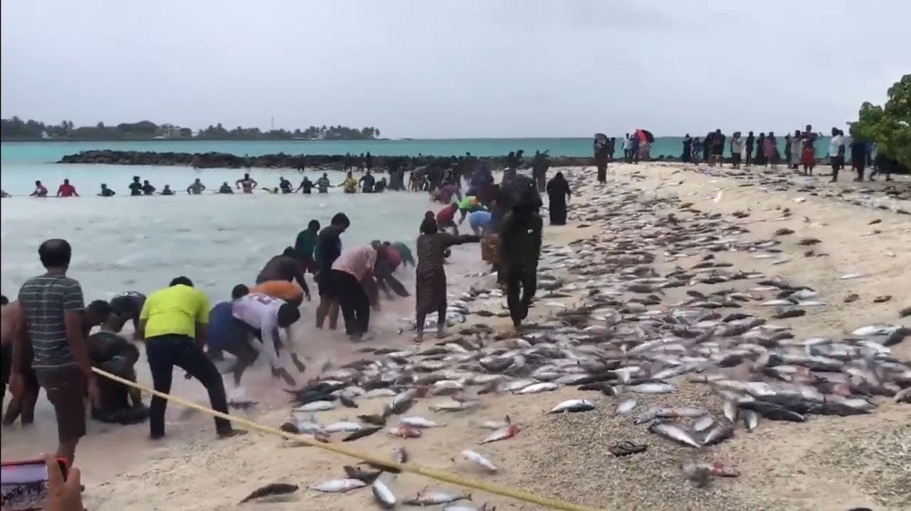 ދިއްދޫ ފަޅުން ނުވަހާހަށް ވުރެ ގިނަ ރާގޮނޑި ހިފައި ހުރިހާ ރައްޔިތުންނަށް ބަހައިފި