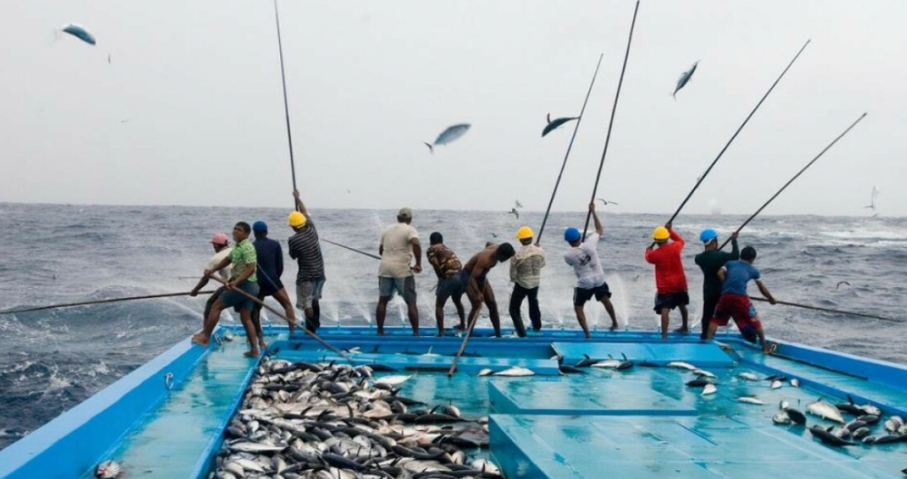 މަސްވެރިން މަސްބާނަނީ-