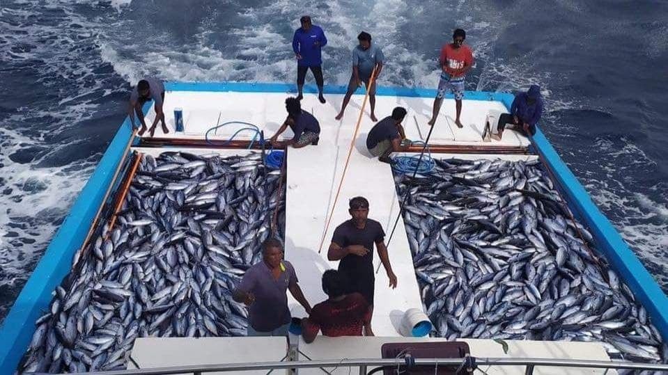 މި ދައުރުގެ ތެރޭގައި ކަޅުބިލަމަސް ރައްކާކުރުމުގެ ޤާބިލުކަން ފަންސަވީސް ހާސް ޓަނަށް އިތުރުކުރެވޭނެ: ރައީސް