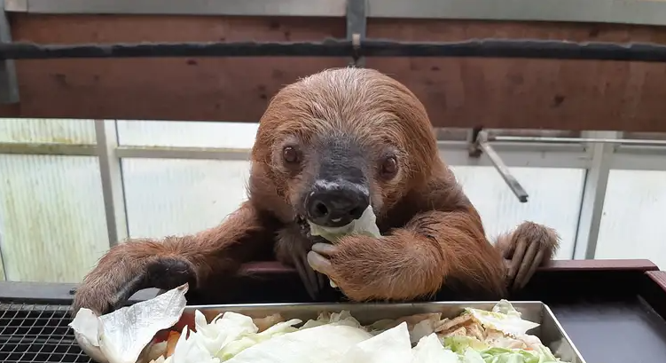 ދުނިޔޭގެ އެންމެ ދުވަސްވީ ސްލޮތު މަރުވެއްޖެ