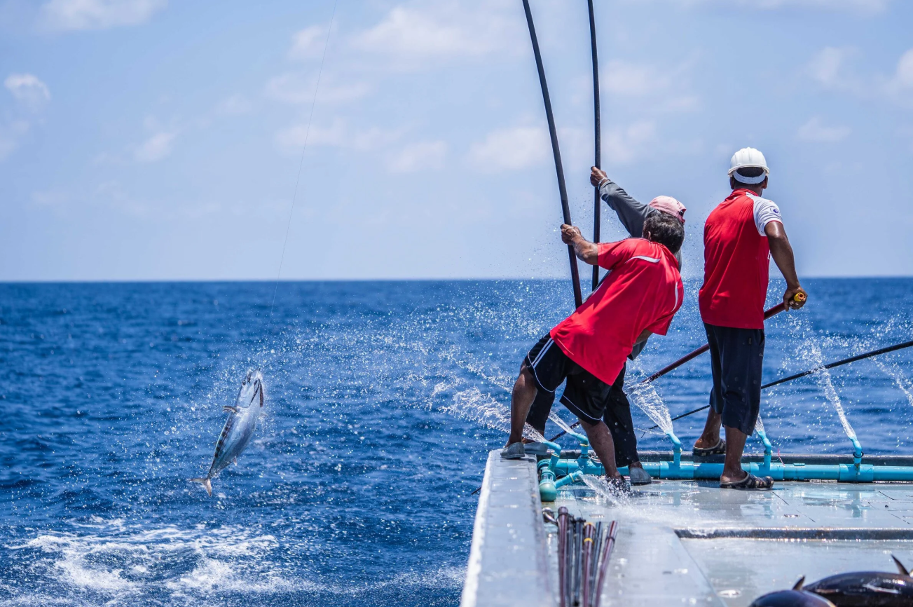 މަސްވެރިކަމުގެ އިންޓާންޝިޕް ޕްރޮގްރާމެއްގައި ބައިވެރިވުމަށް ހުޅުވާލައިފި