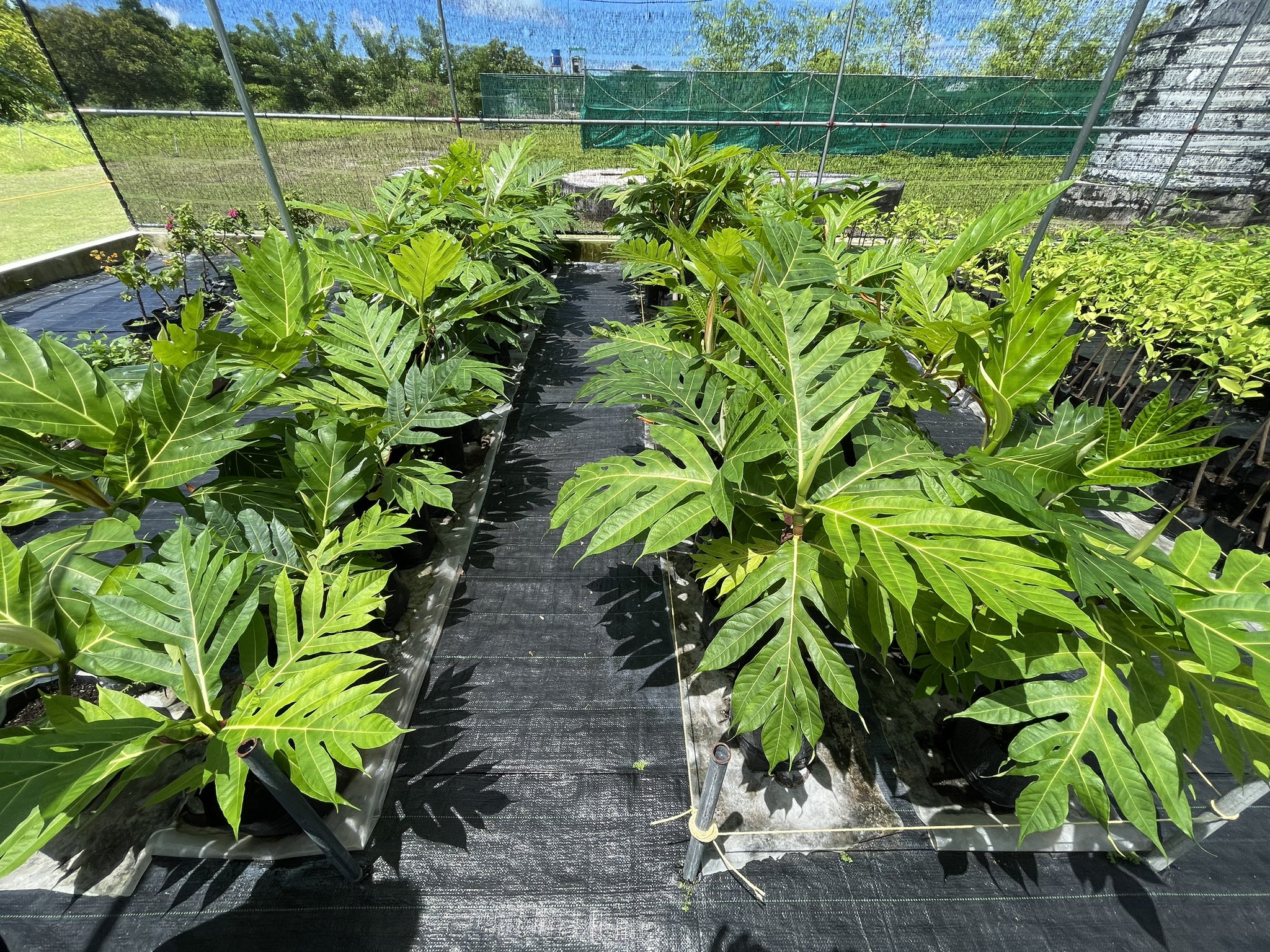 ދަނޑުވެރިންގެ ދުވަހަކީ އޮކްޓޫބަރު 15 ކަމަށް ކަނޑައަޅައިފި