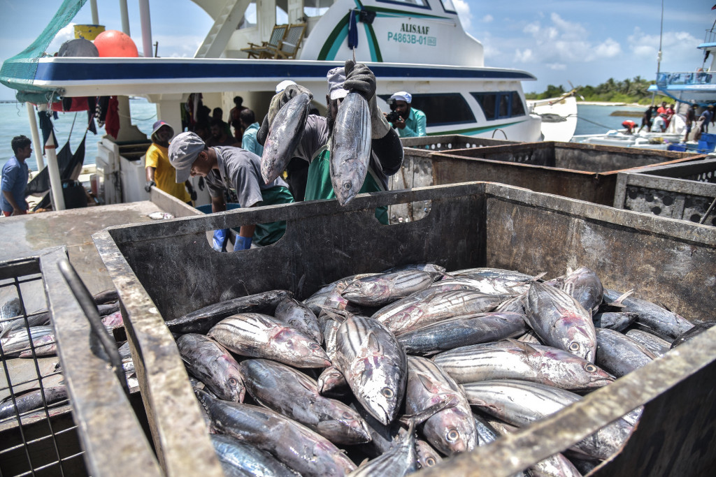 މަސް އެކްސްޕޯޓް ކުރި އަދަދު 40 އިންސައްތަ އިތުރުވެއްޖެ