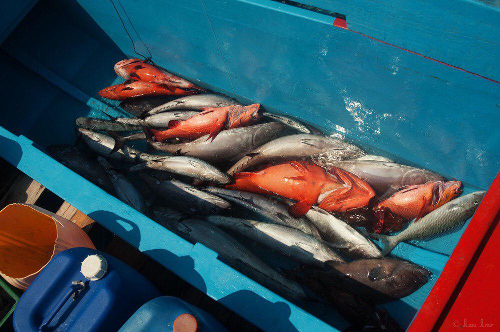 ރަށްރަށުގައި ބާނާ ފަރު މަސް ގަނެވޭނެ ގޮތެއް ކަނޑައަޅަން މަޖިލީހުން ލަފާދީފި