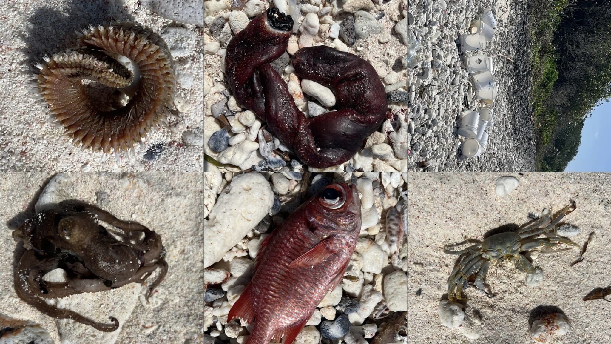 ހިތަދޫގެ ފުއްޓަރު ފަރާތަށް މަރުވެފައިވާ މަސްތަކެއް ލައްގާތީ ސަމާލުވުމަށް އިލްތިމާސްކޮށްފި