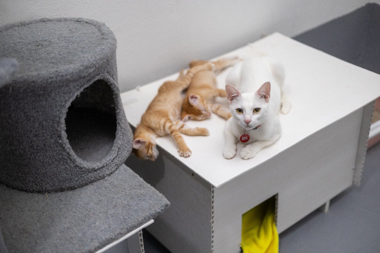 އޮޅުހިޔާއަށް އަދި ގެންދިޔައީ އެންމެ 30 ބުޅާ