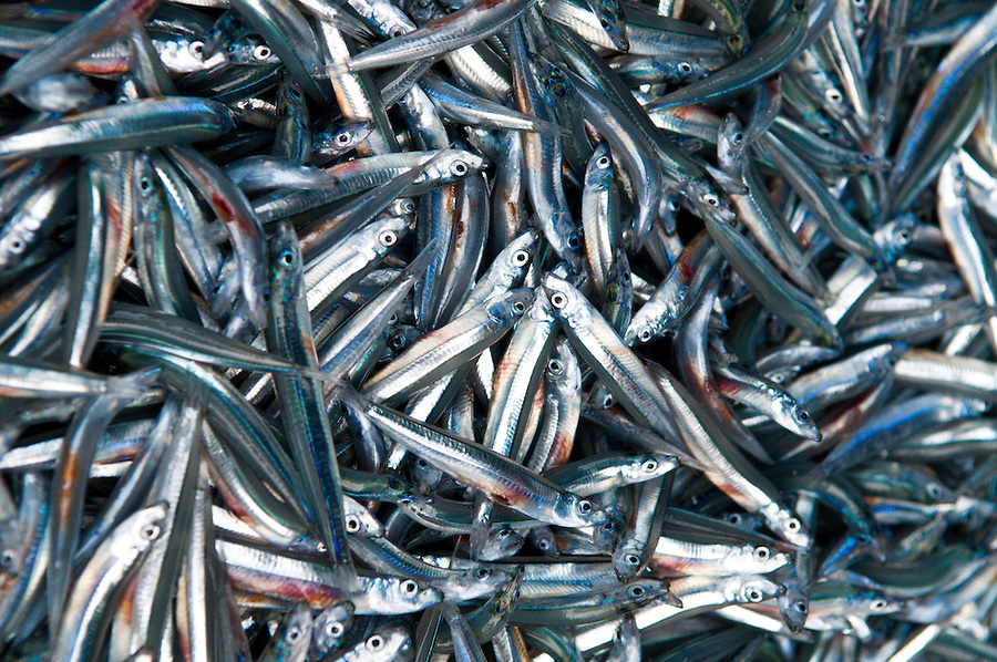 އެން މަދުވާ މިންވަރު ދެނެގަތުމަށް ދިރާސާއެއް