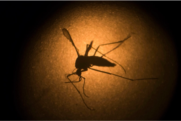 އިންޑިއާގެ ކެރަލާ ސްޓޭޓުން ޒިކާ ވައިރަސް ފެނިއްޖެ