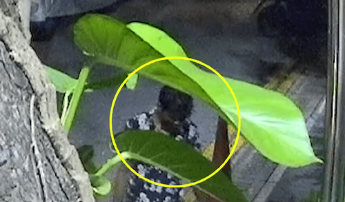 ގަރާޖަކަށް ގެއްލުން ދިން ދެ މީހަކު ހޯދަނީ