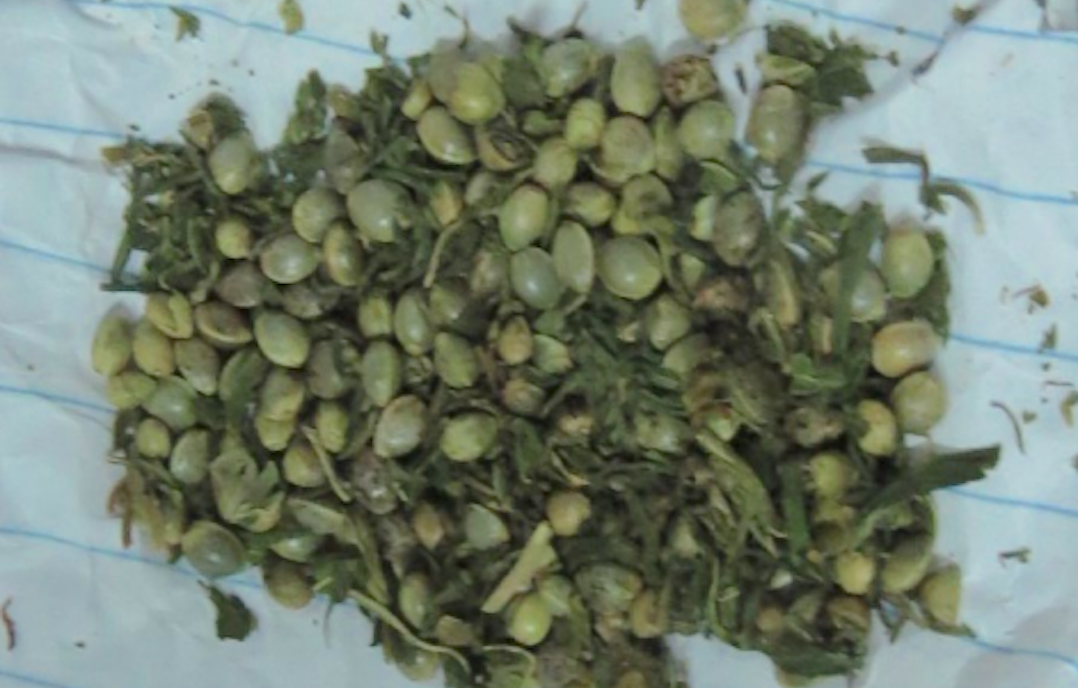 ރާއްޖެއައި މީހެއްގެ އަތުން 12.7 ގްރާމުގެ މަސްތުވާތަކެތި އަތުލައިގެންފި