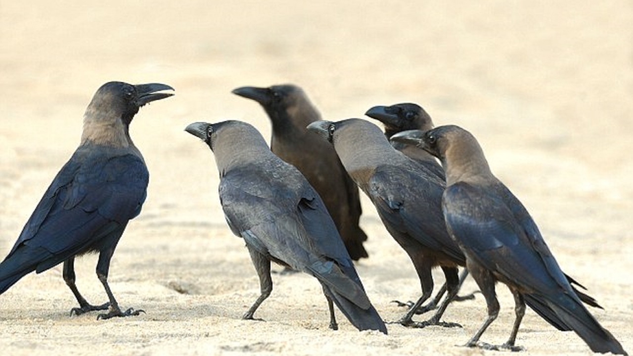 ދޮންދީނީގެ ޙިމާޔަތުގައި އައްޑޫގައި ކާޅު މަރަން ފަށަނީ