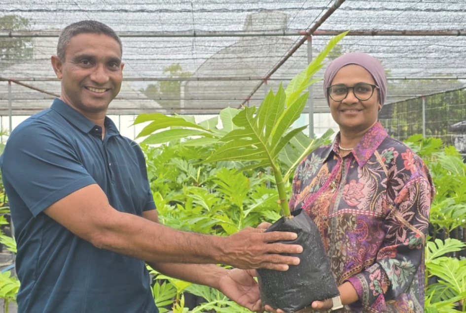 ފުޑްސެކިއުރިޓީ ޕްރޮގްރާމުގެ ދަށުން 4 ރަށަކަށް 1159 ގަސް ފޯރުކޮށްދީފި