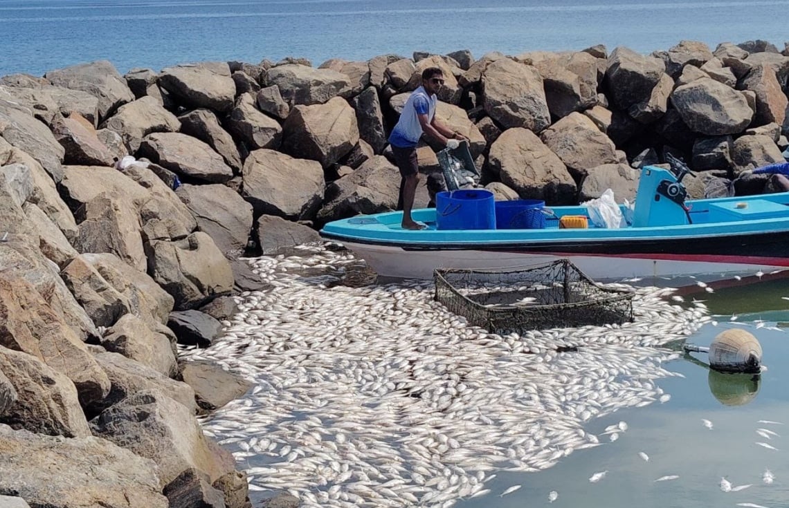 ވައިކަރަދޫ ބަނދަރު ހަދާފައި އޮތްގޮތުން ފަޅުތެރޭގައި މަސް މަރުވާ މައްސަލަ ބަލަނީ